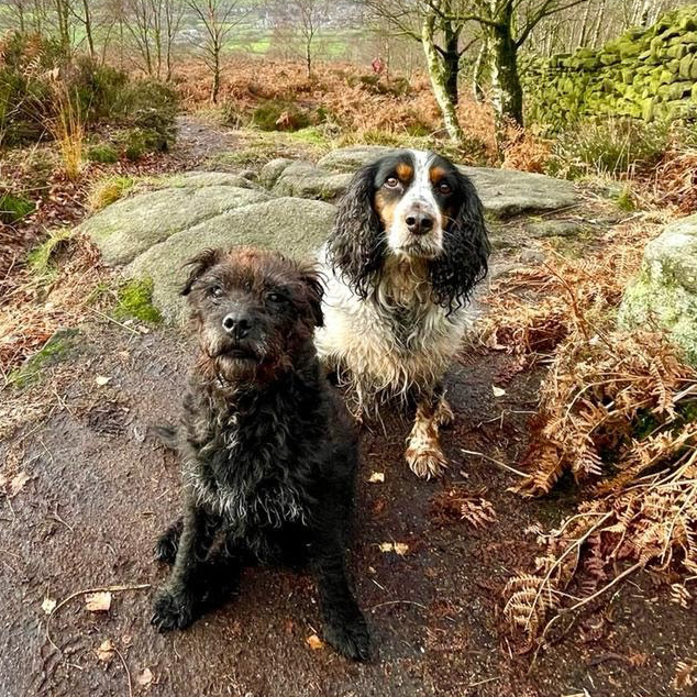 Two dogs sit on a rocky, wooded trail surrounded by ferns and trees, looking up at the camera with wet fur.