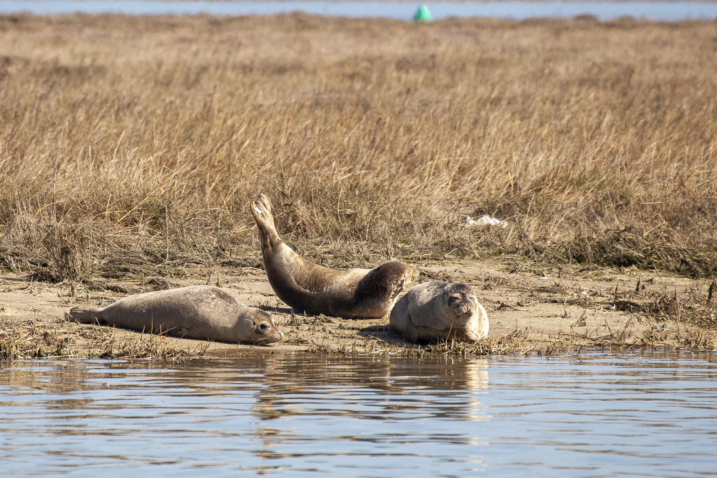 Three seals are lying on the shore next to the water, with one seal lying on its back and the others resting on their stomachs.